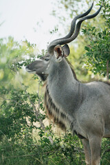 Kudu/antilope in the wild