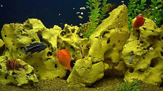 Colourfull fishes in the aquarium. Domestic fish swims. A pet. Underwater world at home.