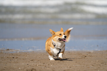 corgi dog on the beach