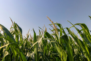 Obraz premium Green corn illuminated by sunlight