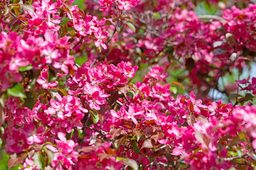 Blühender Zierapfelbaum im Frühling