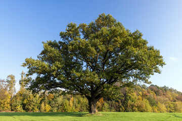 Fototapeta na wymiar The yellowing foliage of an oak in the autumn season