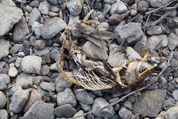dead fish on rocks