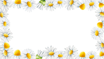Fototapeta premium Watercolor white daisy flowers frame isolated. Chamomile. Beauty products and botany set, cosmetology and medicine. For designers, spa decoration, postcards, wrapping paper, scrapbooking, covers