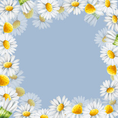 Watercolor white daisy flowers frame isolated. Chamomile. Beauty products and botany set, cosmetology and medicine. For designers, spa decoration, postcards, wrapping paper, scrapbooking, covers