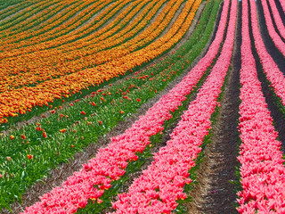 Sea of ​​flowers from colorful blooming tulips with waves