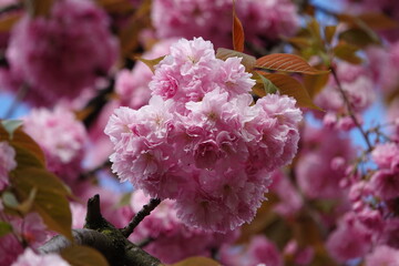 Fleurs de cerisier du Japon