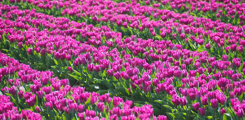 Sea of ​​flowers from colorful blooming tulips with waves