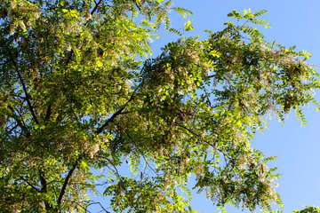 beautiful spring green foliage with white flowers in sunny weather