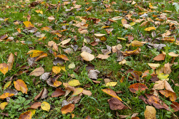 yellow foliage of trees on green grass in autumn