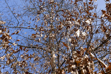 Branches of oak trees in the park in spring sunny weather