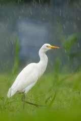 Close-up of a walking cattle egret (bubulcus ibis) with green background