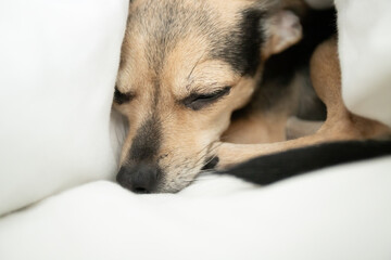 small dog sleeping in bed, pet comfort, cute puppy lies under the blanket