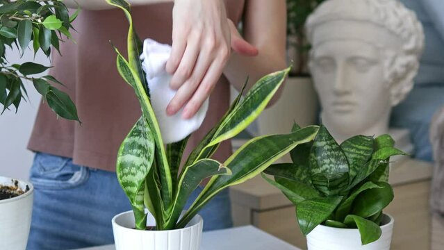 Close-up of a woman's hands carefully rubbing and dusting the leaves of the houseplant sansevieria. Plant care concept.