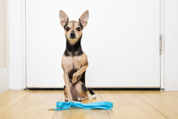 the dog asks for a walk, the pet sits in front of the door, waits for the owner before going outside