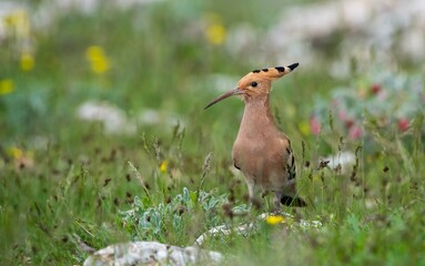 Eurasian Hoopoe (Upupa epops) birds spend the winter in Africa and the summer in Asia and Africa. They breed in Asian and European countries.