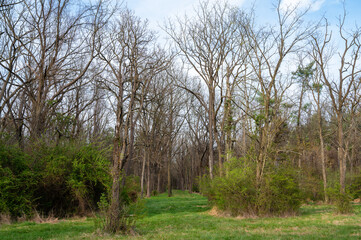 Obraz premium Long grassy hiking trail cuts through rural woodland