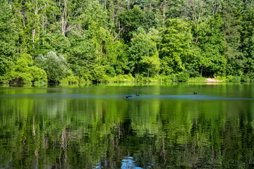 Fototapeta na wymiar Sunny green woodland reflected in lake with ducks