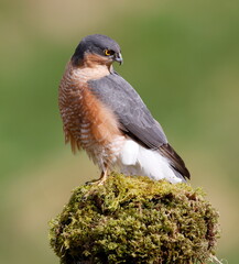 Male sparrowhawk