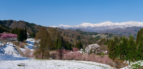 【長野】番所の桜