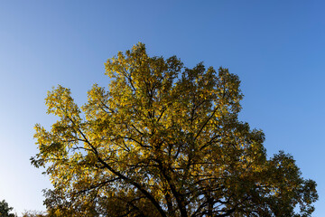Fototapeta premium Yellowing and falling foliage of deciduous trees in autumn