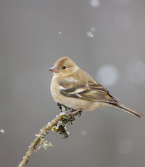 Common chaffinch - female in early spring at a wet forest