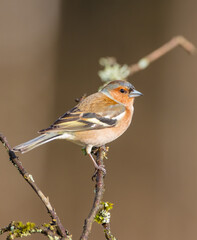 The common chaffinch - male bird at the wet forest in early spring