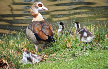 Cute Egyptian goose family with chicks on a meadow