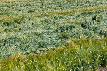 Agricultural field with a large number of green cereals