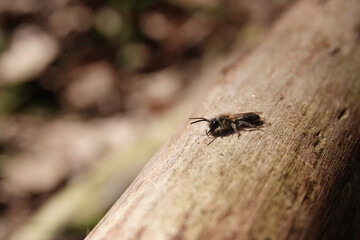 Closeup on a male of the coppice mining bee, Andrena helvola, sunbathing on a peace of wood