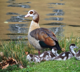 Cute Egyptian goose family with chicks on a meadow