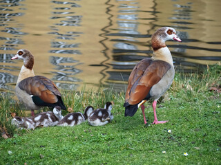 Cute Egyptian goose family with chicks on a meadow