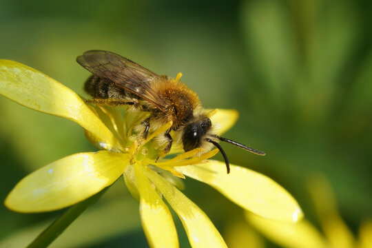 Close-up on the male of the banded mining bee, Andrena gravida, sitting on a yellow Ficaria verna flower