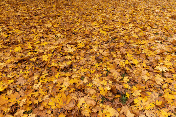 Orange maple foliage after wind and leaf fall