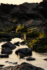 朝日が差し込む磯と岩に生えた岩海苔