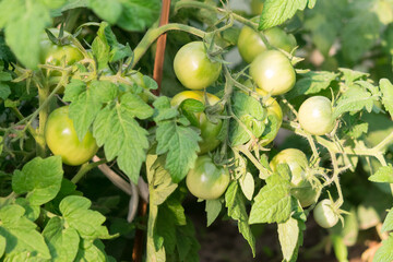 green tomatoes on a bush a close-up of a bush blurred photo