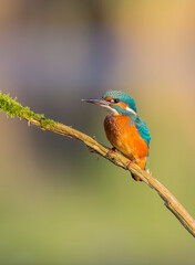 Common Kingfisher - at a wetland in summer
