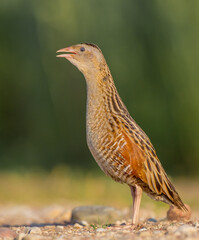 Corn crake - male bird at a meadow in the beginning of the summer