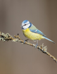 Eurasian Blue Tit - at a wet forest  in early spring