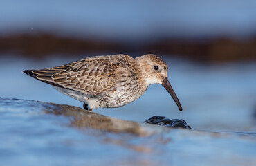 Dunlin - young bird at a seashore on the autumn migration way
