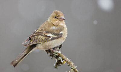 Common chaffinch - female in early spring at a wet forest