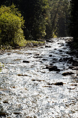 A rocky mountain stream, a powerful stream of water in the river, a wild forest along the banks of...