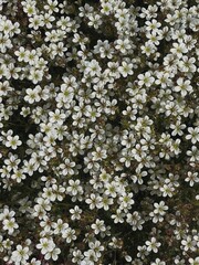 Field of white wild flowers and green grass. Aesthetic flowers background