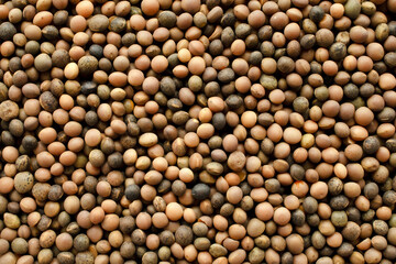 Top view of wiki seeds, background, texture. Wiki seed background, texture, top view. Dry wiki seeds close up, background, texture, top view.
