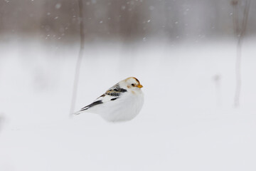 Snow bunting (Plectrophenax nivalis) sitting in the snow in heavy snowfall in early spring.
