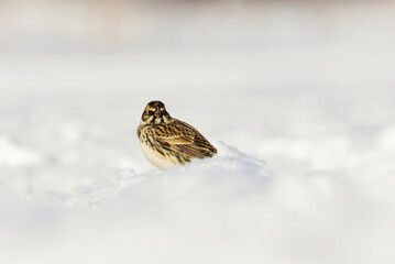 Lapland Longspur or Bunting (Calcarius lapponicus) sitting in the snow in early spring	
