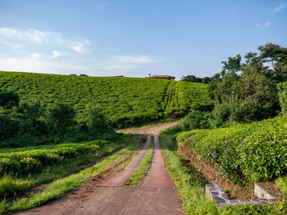 Fototapeta na wymiar Green tea fields