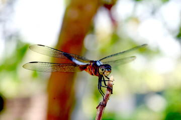 In the enchanting realm of nature, a mesmerizing sight unfolds as a delicate butterfly finds solace...