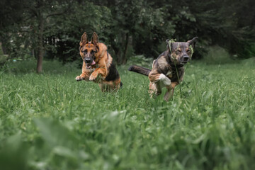 the shepherd and the mutt are playing catch-up. Dog training