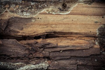 old wood texture, rotten stump in the forest, close-up.
